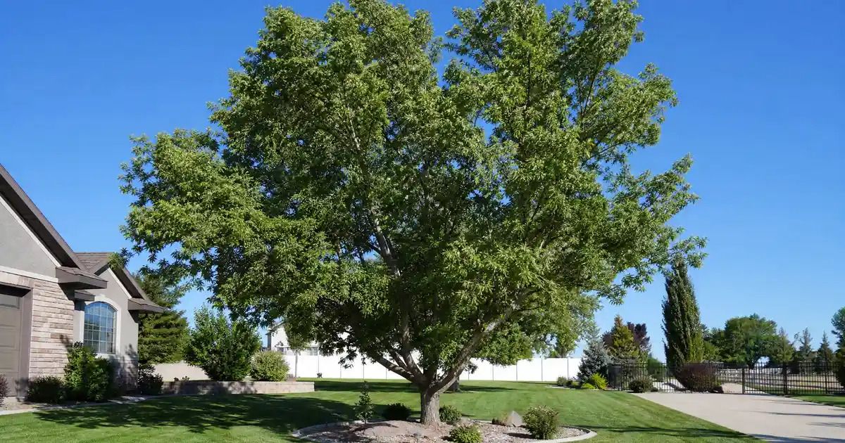 How Tree Trimming Services in Bismarck Improve the Environment